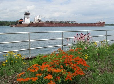 Dorothy Ann and Pathfinder -- on their way to Cleveland -- pass a patch of colorful summer flowers along the Marysville River Walk