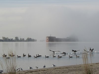 Around 09:00, the deep tones of a fog horn caught my attention and I headed to the river, where I waited several minutes for Mesabi Miner to slowly emerge from the thick cover.