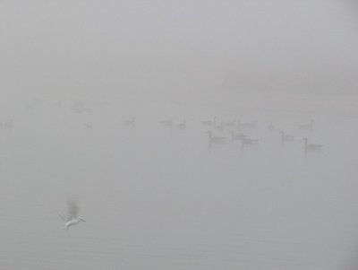 2016-11-06c Geese.jpg (43.6 KiB) Viewed 1936 times Even the geese and gulls were nearly hidden by the fog!