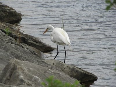 Egret combing the rocks for breakfast treats