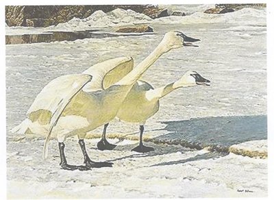 picture in captain cabin<br />Courting Pair Whstling Swans