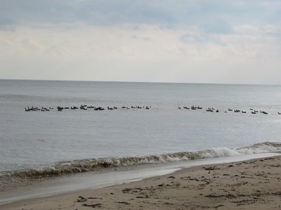 Much closer to my vantage these geese stretch way back along the beach.