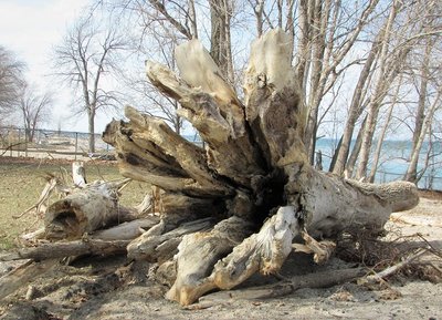 Definitely not nautical, but so fascinating. I wonder if it had toppled into the lake during a storm and traveled down until it was spotted and removed to the beach were I was.