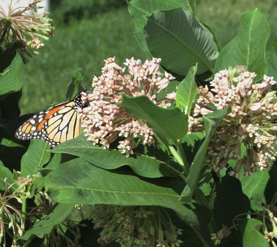 2018-07-17e Monarch on milkweed.jpg