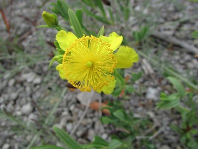 A variety of wildflowers graced the roadsides and footpaths.