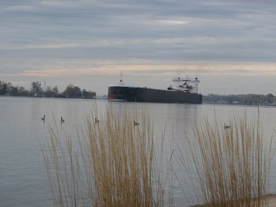 American Century slowly passed these geese before pulling in to the Shell Fuel Dock for a long drink.  Her destination shows as Silver Bay.
