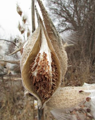 Milkweed seeds still safe within the unopened pod.