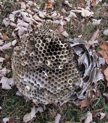 Down on the ground, an open hive exposes the intricate design of the cells.
