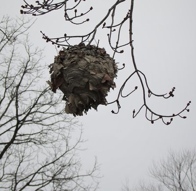 Like a gigantic Christmas ornament, this hive, high in the branches of a tree, caught my attention.