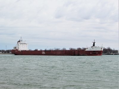 Spruceglen (Montreal) attracts a following of gulls as she passes the Corunna Fuel Dock.