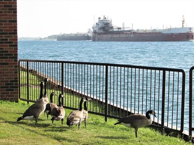 I've noticed this behavior in adult geese when a freighter passes. They stop what they were doing and watch the ship(s) pass.