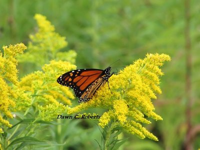 Monarch butterflies are migrating! I see them along the river, crossing over highway traffic (sometimes flying too low for their safety) and even in my yard. Many were drawn to the wildflowers along the Marysville river walk. Yes, this has to do with GL Shipping. In the past, a good number of vessels were named "Monarch!"