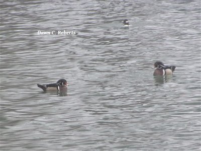 A few wood ducks enjoying a fog free cove.