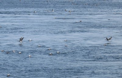 It may have been only in the high teens but these water birds didn't mind.