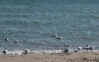 2014-11-11l Our beach again!.jpg (86.99 KiB) Viewed 1161 times They were so entertaining as they chased the waves out and ran back to the beach ahead of the next one, or rode a wave into the river!
