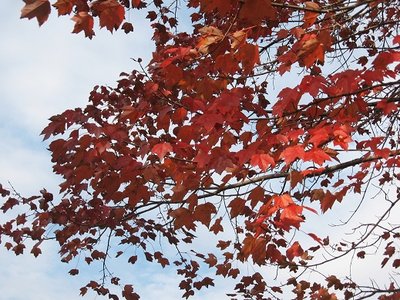 Colorful leaves remain on many trees.