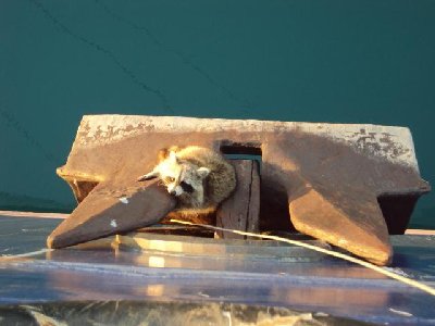 racoon.JPG