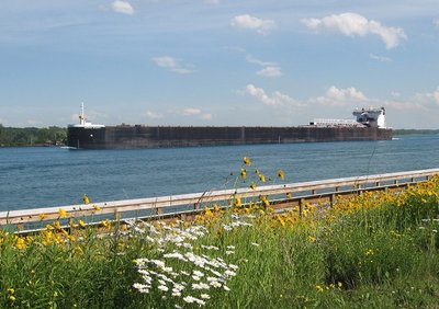Passing a wildflower patch along Marysville's River Walk as she heads to Essexville.