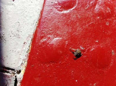 2015916spider.jpg (294.24 KiB) Viewed 9482 times Larinioides cornutus ??