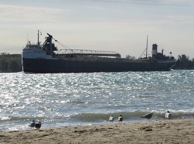 The St. Clair River is getting choppy as gulls watch Mississagi head up-bound to an unspecified destination.