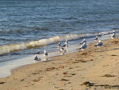 2015-10-29a Surf's up!.jpg (99.96 KiB) Viewed 2180 times These gulls were having way too much fun running to and from the wave action!