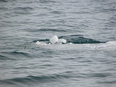 2016-01-22c H.I.Ice.jpg (96.12 KiB) Viewed 1568 times This chunk, swirling along, was the only ice I saw in the river.