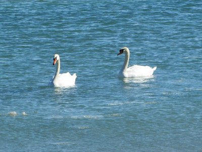 2016-02-20b Swans.jpg (168.11 KiB) Viewed 1772 times This pair of swans landed just off shore from where I was standing.