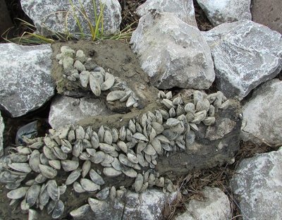Spotted these interesting mussel covered rocks along the river walk.