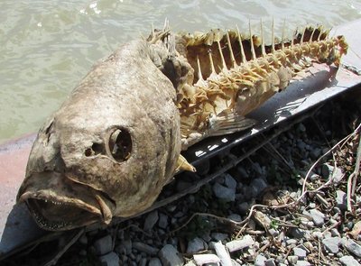 Can anyone ID the remains of this fish?  Carp?  It has large scales and teeth!